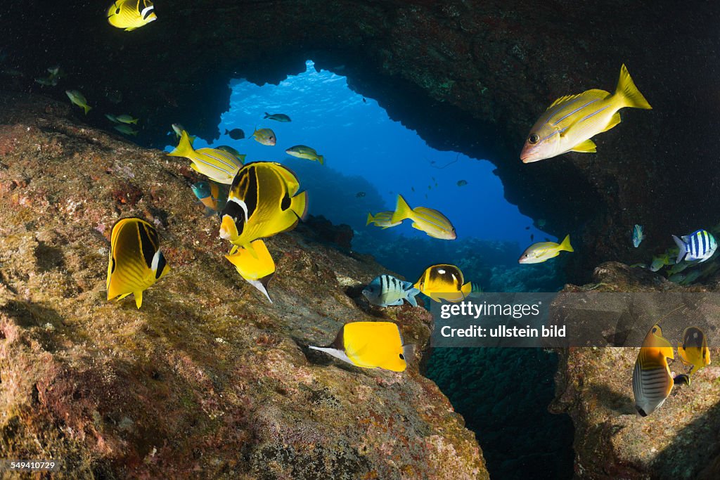 Racoon-Butterflyfishes, Chaetodon lunula, Cathedrals of Lanai, Maui, Hawaii, USA