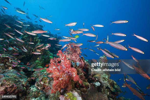 Banana Fusilier over Reef, Pterocaesio pisang, Gau, Lomaiviti, Fiji