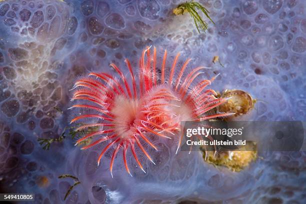 Red Tube Worm, Serpula vermicularis, Cap de Creus, Costa Brava, Spain