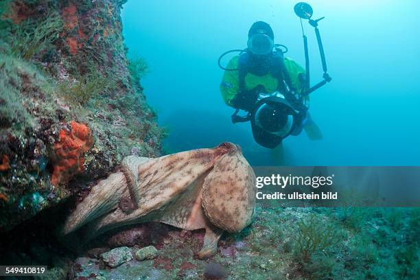 Common Octopus and Underwaterphotographer, Octopus vulgaris, Cap de Creus, Costa Brava, Spain