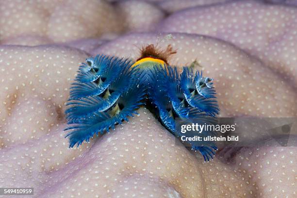 Blue Christmas Tree Worm, Spirobranchus giganteus, Namena Marine Reserve, Fiji