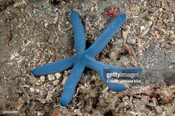 Blue Starfish with six Arms, Linckia laevigata, Lembeh Strait, North Sulawesi, Indonesia