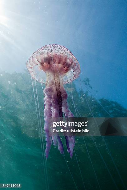 Mauve Stinger Jellyfish, Pelagia noctiluca, Cap de Creus, Costa Brava, Spain