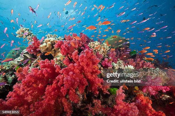 Lyretail Anthias in Coral Reef, Pseudanthias squamipinnis, Namena Marine Reserve, Fiji