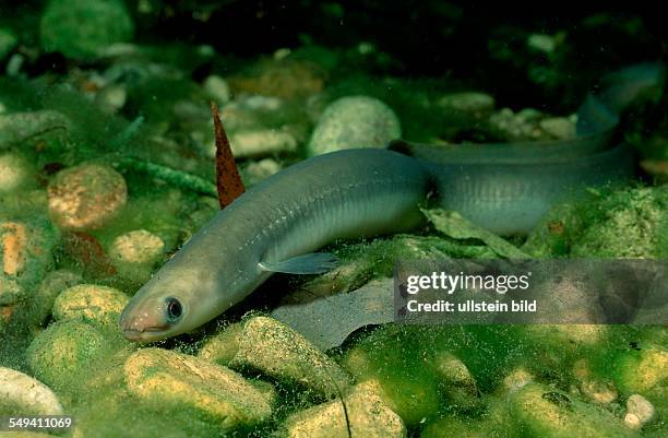 136 Anguilla Anguilla Fish Stock Photos, High-Res Pictures, and Images ...
