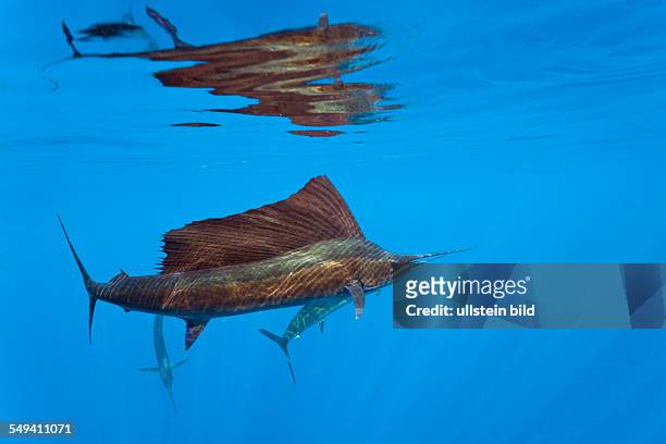 Atlantic Sailfish, Istiophorus albicans, Islamorada, Florida Keys, Florida, USA
