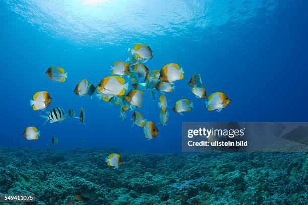 Shoal of Pyramid Butterflyfishes, Hemitaurichthys polyepis, Molokini Crater, Maui, Hawaii, USA