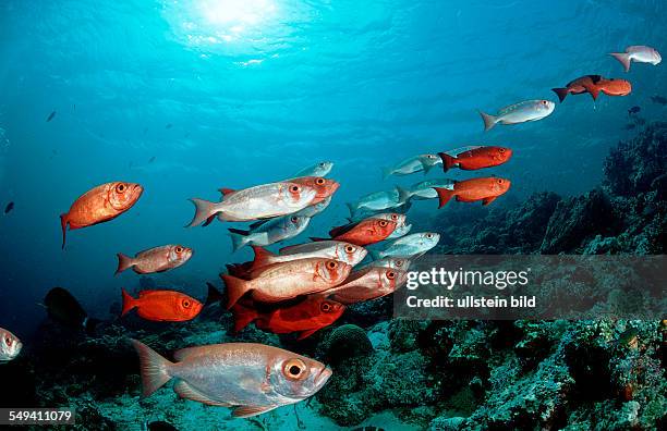 Schooling Crescent-tail bigeye, Priacanthus hamrur, Malaysia, Pazifik, Pacific ocean, Borneo, Sipadan