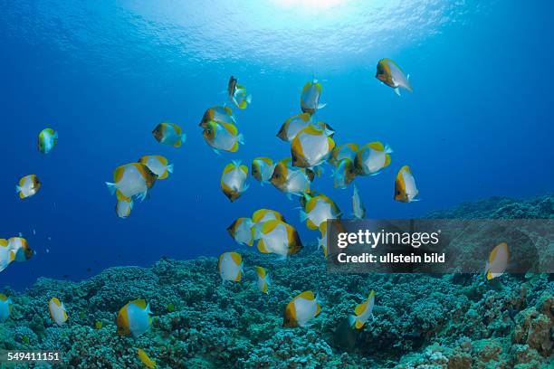 Shoal of Pyramid Butterflyfishes, Hemitaurichthys polyepis, Molokini Crater, Maui, Hawaii, USA