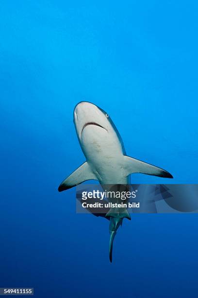 Grey Reef Shark, Carcharhinus amblyrhynchos, Nagali, Fiji