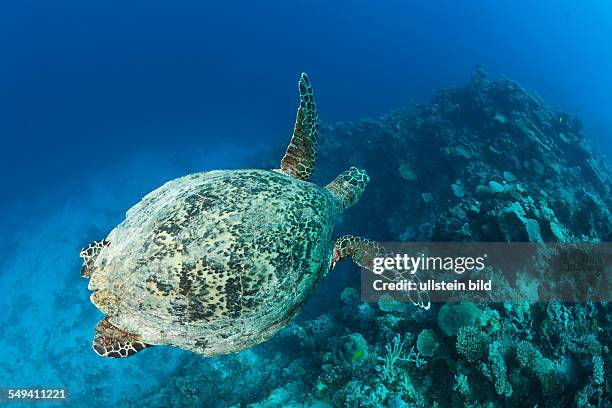 Hawksbill Turtle, Eretmochelys imbricata, Namena Marine Reserve, Fiji