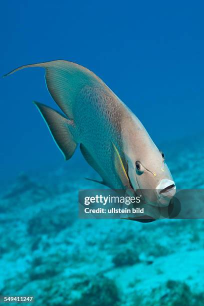 Gray Angelfish, Pomacanthus arcuatus, Cozumel, Caribbean Sea, Mexico