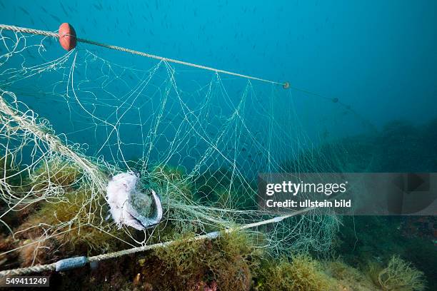 Lost Fishing Net over Reef, Cap de Creus, Costa Brava, Spain