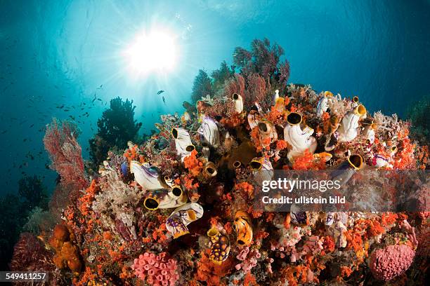 Coral Reef with Golden Tunicate, Polycarpa aurata, Raja Ampat, West Papua, Indonesia