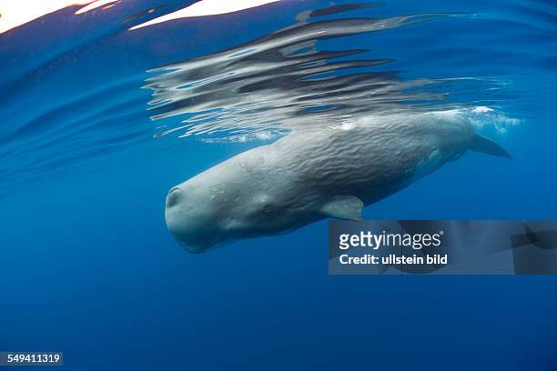 Sperm Whale, Physeter macrocephalus, Port Elizabeth, Indian Ocean, South Africa