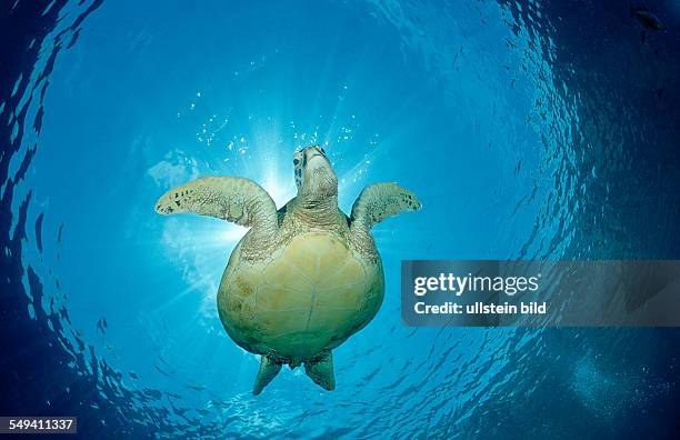 Green sea turtle, green turtle, Chelonia mydas, Malaysia, Pazifik, Pacific ocean, Borneo, Sipadan
