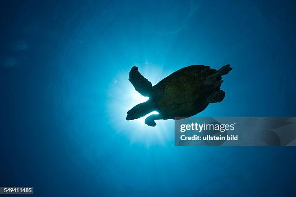 Hawksbill Turtle in Backlight, Eretmochelys imbricata, Namena Marine Reserve, Fiji