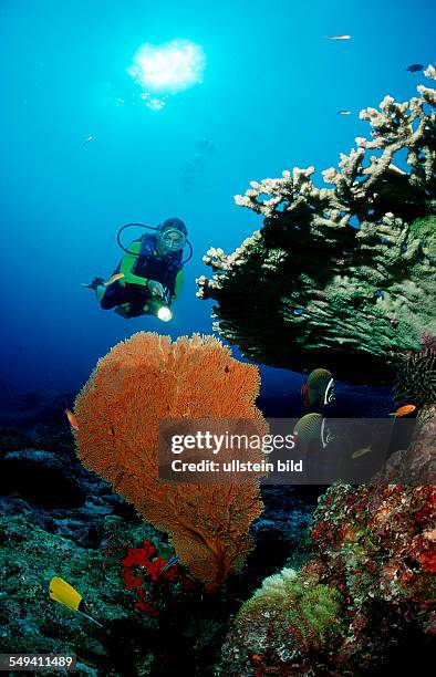 Scuba diver and coral reef, Thailand, Indian Ocean, Phuket, Similan Islands, Andaman Sea