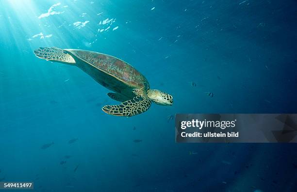 Green sea turtle, green turtle, Chelonia mydas, Malaysia, Pazifik, Pacific ocean, Borneo, Sipadan