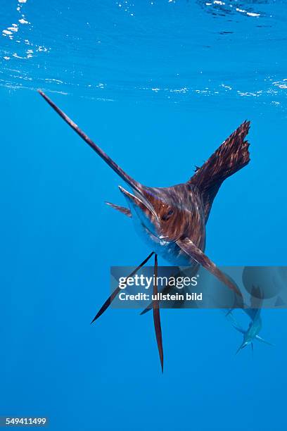 Atlantic Sailfish, Istiophorus albicans, Isla Mujeres, Yucatan Peninsula, Caribbean Sea, Mexico