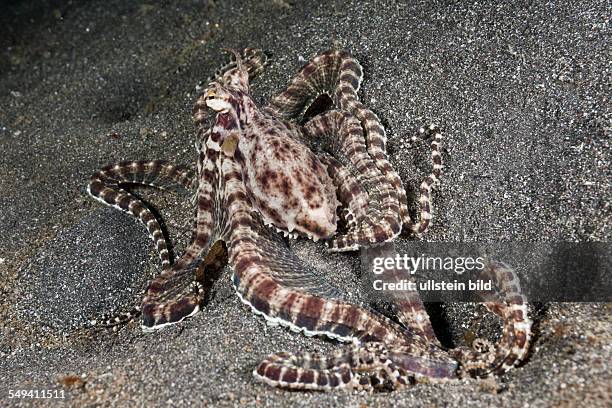 Mimic Octopus, Thaumoctopus mimicus, Lembeh Strait, North Sulawesi, Indonesia