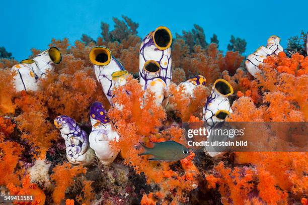 Golden Tunicate between Soft Corals, Polycarpa aurata, Raja Ampat, West Papua, Indonesia