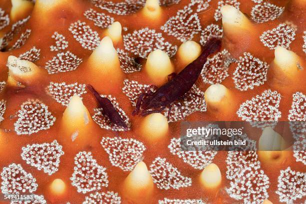 Commensal Shrimp on Starfish, Periclimenes sp., Lembeh Strait, North Sulawesi, Indonesia