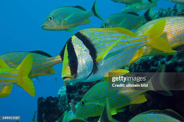 Porkfish and Bluestriped Grunt, Anisotremus virginicus, Haemulon sciurus, Cozumel, Caribbean Sea, Mexico