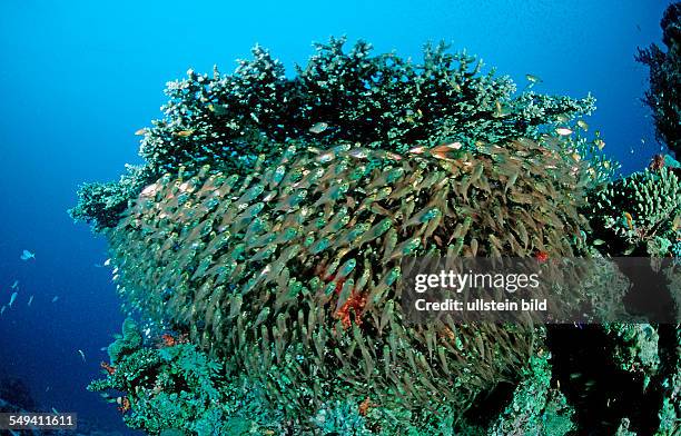 Pygmy sweeper, Parapriacanthus ransonneti, Egypt, Red Sea, Hurghada