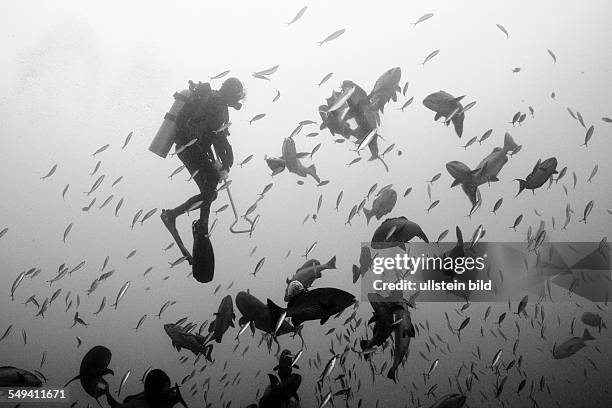 Scuba diver feeding Snappers, Lutjanus sp., Beqa Lagoon, Viti Levu, Fiji