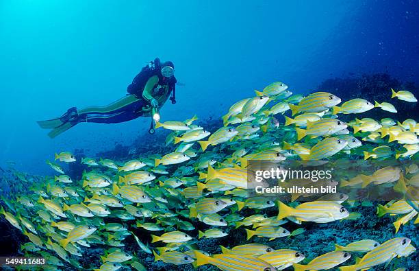 Fivelined snapper and scuba diver, rebreather, Lutjanus quinquelineatus, Maldives Island, Indian Ocean, Ari Atol