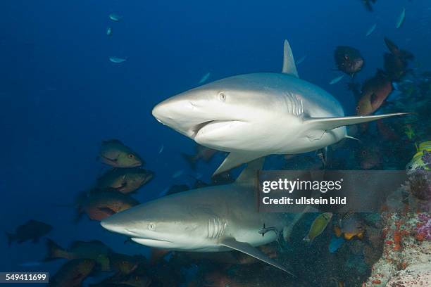 Grey Reef Sharks, Carcharhinus amblyrhynchos, Nagali, Fiji