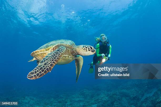 Green Turtle and Diver, Chelonia mydas, Maui, Hawaii, USA