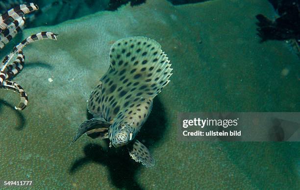 Barramundi cod, Cromileptes altivelis, Malaysia, Südchinesisches Meer, South chinies sea, Layang layang