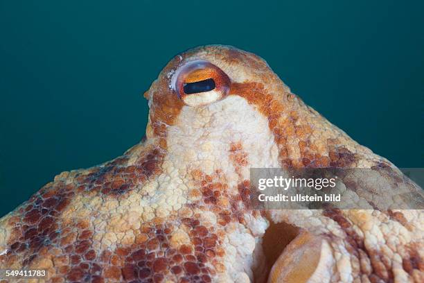 Eye of Common Octopus, Octopus vulgaris, Cap de Creus, Costa Brava, Spain