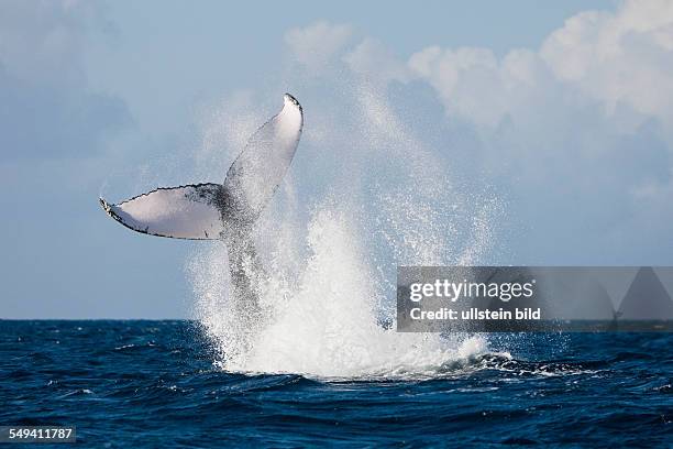 Tail Fin of Humpback Whale, Megaptera novaeangliae, Samana Peninsula, Dominican Republic