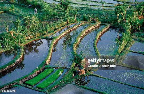 Rice field, aerial view, Indonesia, Indian Ocean, Bali