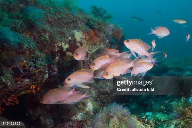 Shoal of Mediterranean Fairy Basslet, Anthias anthias, Cap de Creus, Costa Brava, Spain