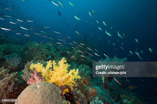 Fusiliers over Coral Reef, Pterocaesio pisang, Pterocaesio tile, Raja Ampat, West Papua, Indonesia