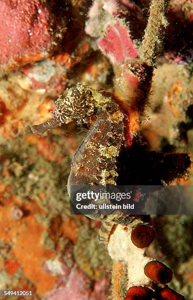 Spotted seahorse, Hippocampus kuda, Thailand, Indian Ocean, Phuket, Similan Islands, Andaman Sea