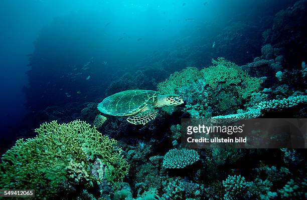 Hawksbill Turle and Coral Reef, Eretmochelys imbricata, Egypt, Red Sea, Safaga