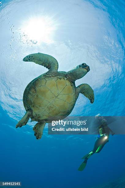 Green Turtle and Diver, Chelonia mydas, Maui, Hawaii, USA