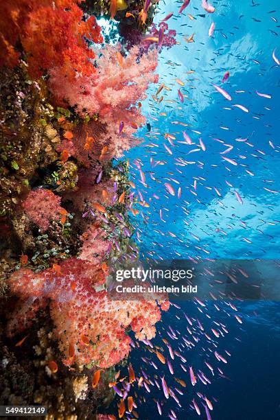 Colorful Coral Reef, Makogai, Lomaviti, Fiji