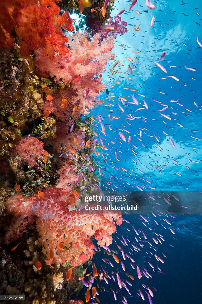 Colorful Coral Reef, Makogai, Lomaviti, Fiji