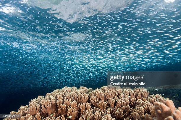 Shoal of Silversides over Coral Reef, Atherinidae, Raja Ampat, West Papua, Indonesia