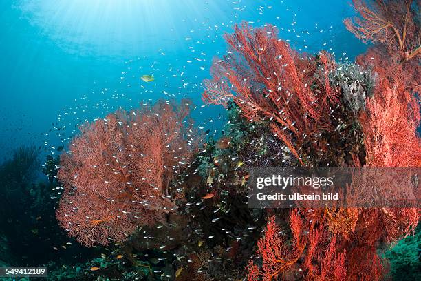 Coral Reef, Amed, Bali, Indonesia