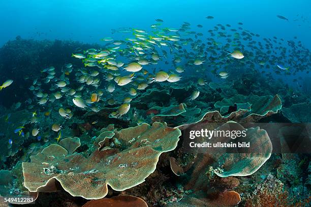 Schooling Chromis over Reef, Chromis scotochiloptera, Raja Ampat, West Papua, Indonesia