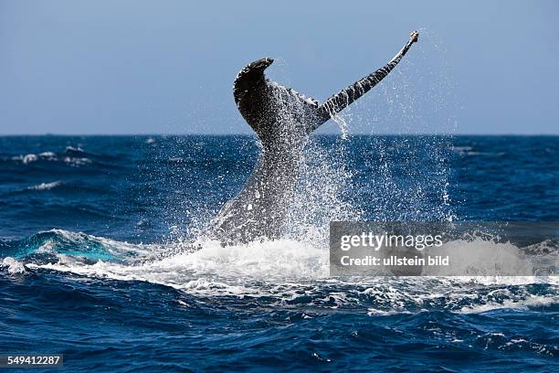 Tail Fin of Humpback Whale, Megaptera novaeangliae, Samana Peninsula, Dominican Republic