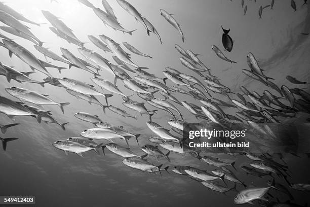 Shoal of Bigeye Trevally, Caranx sexfasciatus, Namena Marine Reserve, Fiji