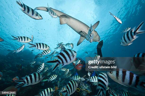 Whitetip Reef Shark at Shark Feeding, Triaenodon obesus, Beqa Lagoon, Viti Levu, Fiji